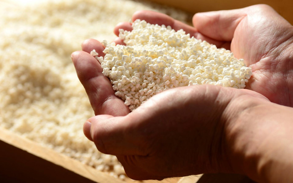 久保田清酒酒米 新潟產五百萬石