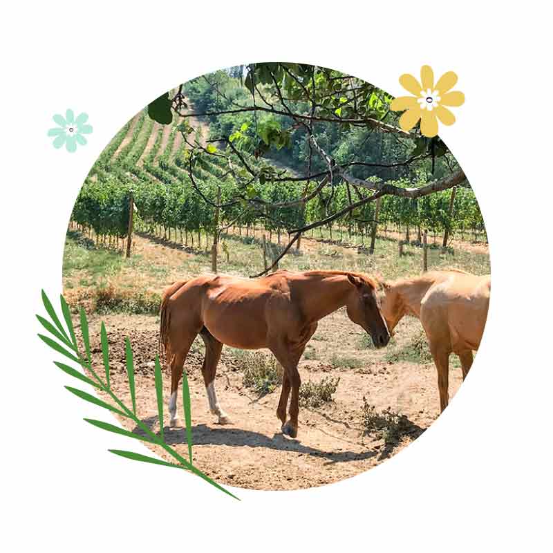 無添加人工酵母、二氧化硫的自然酒