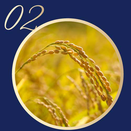 嚴選特 A 級山田錦酒米 黑龍清酒 