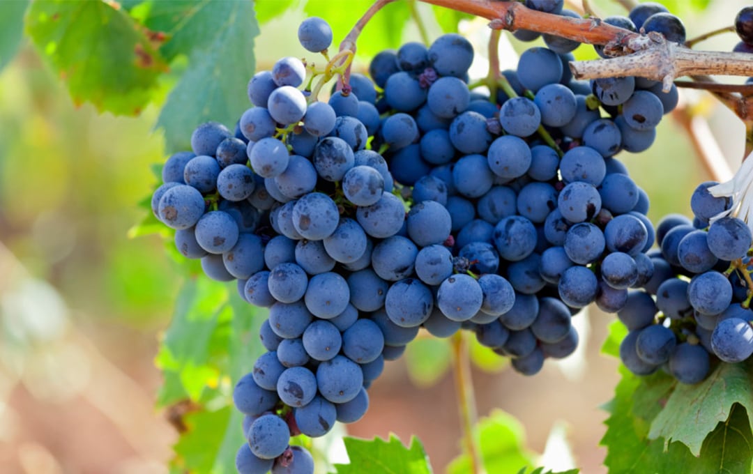 法國 勃根地 黑皮諾 France Burgundy Pinot Nior