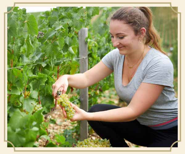 自然動力法名家