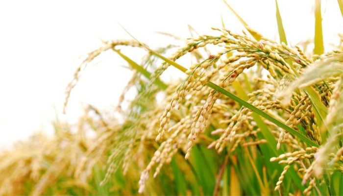 熊爸聊日本清酒：清酒酒米「樂風舞」的故事。