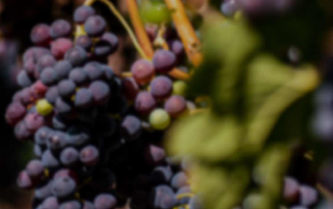 澳洲 德國 智利 紅酒