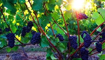 【葡萄品種】黑皮諾新選擇 - 布根地之外的新世界黑皮諾