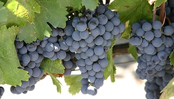 【葡萄品種】馬爾貝克（Malbec）─阿根廷的驕傲