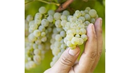 清新可人的個性女生－Albarino