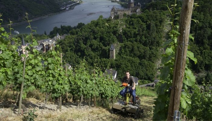 關於 Riesling，你知道這些嗎？